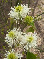 vignette Fothergilla monticola / Hamamelidaceae / Sud-est USA