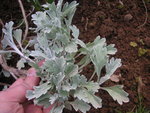 vignette Artemisia stelleriana 'Silver Brocade'