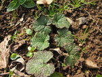 vignette Rubus pentalobus = Rubus calycinoides