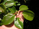 vignette Cinnamomum camphora - Camphrier / Lauraceae - Lauracées