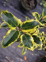 vignette Ilex aquifolium 'Auro Marginata' Cv - Houx panach