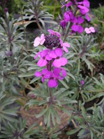 vignette Erysimum linifolium 'Bowles Purple'