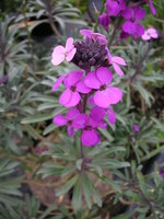 vignette Erysimum linifolium 'Bowles Purple'