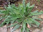 vignette Echium vulgare