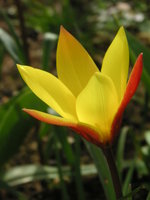 vignette Tulipa clusiana var chrysantha