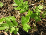 vignette Pastinaca sativa subsp. sativa - Panais - Panais