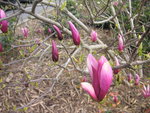vignette Magnolia liliflora 'Nigra'