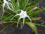 vignette Hymenocallis speciosa , Costa Rica