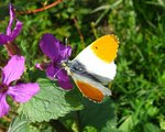 vignette Aurore   (Anthocharis cardamines )  papillon mle