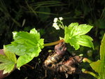 vignette Mukdenia rossii = Aceriphyllum rossii - mukdnie de Ross