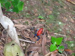 vignette grenouille Dendrobate Costa Rica