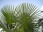 vignette Trachycarpus fortunei...palmes  360