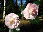 vignette Camélia ' Julia Hamiter ' camellia hybride williamsii