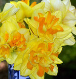 vignette Narcisses...  à fleurs doubles