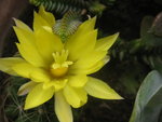vignette fleur cactus