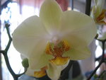 vignette orchidée phalenopsis