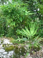 vignette Trachycarpus Takagii (wagnerianus X fortunei)