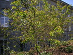 vignette Prunus subhirtella 'Autumnalis'