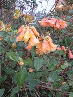 vignette Rhododendron 'Trewithen Orange'