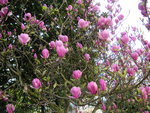 vignette Magnolia x soulangeana 'Rustica Rubra' - Magnolia de Soulange