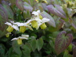 vignette Epimedium