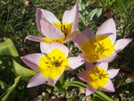 vignette tulipes botaniques