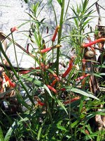 vignette Lobelia laxiflora var. angustifolia