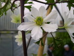 vignette Clematis cirrhosa 'Early River'