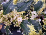 vignette Ilex aquifolium 'Ferox Aurea'