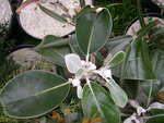 vignette Olearia insignis ou Pachystegia insignis