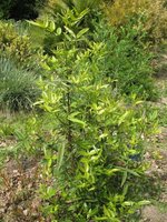 vignette Zanthoxylum alatum var. planispinum pousses du printemps