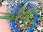 vignette Trachycarpus princeps blue form