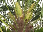 vignette Trachycarpus fortunei (sortie d'inflorescense mle)