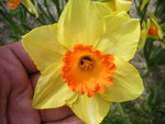 vignette Narcissus 'Sunlover'