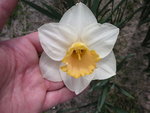 vignette Narcissus 'Salom'