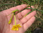 vignette Narcissus requienii = Narcissus juncifolius