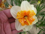 vignette Narcissus 'Orangerie'