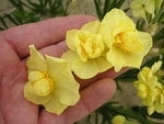 vignette Narcissus 'Yellow Cheerfulness'