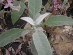 vignette Buddleia salviifolia