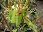 vignette Sutherlandia frutescens = Lessertia frutescens