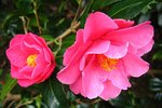 vignette Camlia ' Daintiness ' camellia hybride williamsii