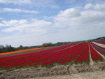 vignette Florimer  La Torche, les tulipes