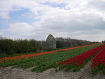 vignette Florimer, menhir et tulipes