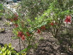 vignette clianthus puniceus (pleine floraison)