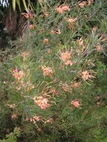 vignette Grevillea rosmarinifolia 'Desert Flame'