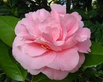 vignette Camlia ' Tiffany ' camellia japonica