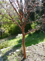 vignette Acer griseum arbre