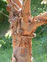 vignette Acer griseum tronc