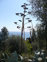 vignette agave fleur