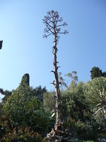 vignette agave hampe